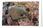 Panamic Green Moray Eel (Gymnothorax castaneus) by Anonymous