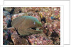 Panamic Green Moray Eel (Gymnothorax castaneus) by Anonymous