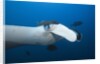 Manta Ray head (Manta birostris) by Anonymous