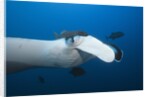 Manta Ray head (Manta birostris) by Anonymous