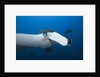 Manta Ray head (Manta birostris) by Anonymous