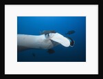 Manta Ray head (Manta birostris) by Anonymous