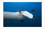 Manta Ray head (Manta birostris) by Anonymous