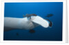 Manta Ray head (Manta birostris) by Anonymous