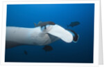 Manta Ray head (Manta birostris) by Anonymous