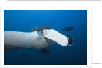 Manta Ray head (Manta birostris) by Anonymous