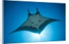 Manta Ray with Remora (Manta birostris) by Anonymous