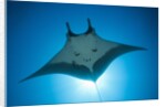 Manta Ray with Remora (Manta birostris) by Anonymous