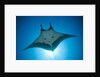 Manta Ray with Remora (Manta birostris) by Anonymous