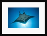 Manta Ray with Remora (Manta birostris) by Anonymous