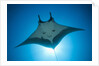 Manta Ray with Remora (Manta birostris) by Anonymous