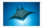 Manta Ray with Remora (Manta birostris) by Anonymous