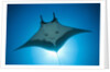 Manta Ray with Remora (Manta birostris) by Anonymous