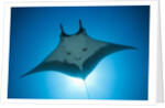 Manta Ray with Remora (Manta birostris) by Anonymous