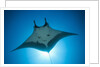 Manta Ray with Remora (Manta birostris) by Anonymous