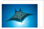 Manta Ray with Remora (Manta birostris) by Anonymous