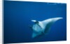 Manta Ray with Remora (Manta birostris) by Anonymous