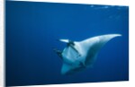 Manta Ray with Remora (Manta birostris) by Anonymous