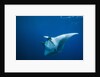 Manta Ray with Remora (Manta birostris) by Anonymous