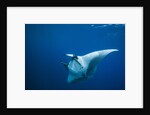 Manta Ray with Remora (Manta birostris) by Anonymous
