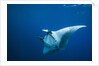Manta Ray with Remora (Manta birostris) by Anonymous