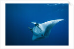 Manta Ray with Remora (Manta birostris) by Anonymous
