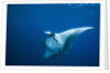 Manta Ray with Remora (Manta birostris) by Anonymous
