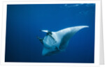 Manta Ray with Remora (Manta birostris) by Anonymous
