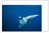 Manta Ray with Remora (Manta birostris) by Anonymous
