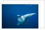 Manta Ray with Remora (Manta birostris) by Anonymous
