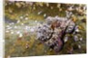 Common Octopus (Octopus vulgaris) by Anonymous