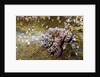 Common Octopus (Octopus vulgaris) by Anonymous