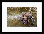 Common Octopus (Octopus vulgaris) by Anonymous
