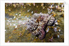Common Octopus (Octopus vulgaris) by Anonymous