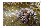 Common Octopus (Octopus vulgaris) by Anonymous