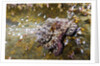 Common Octopus (Octopus vulgaris) by Anonymous