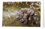 Common Octopus (Octopus vulgaris) by Anonymous