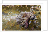 Common Octopus (Octopus vulgaris) by Anonymous