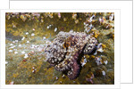 Common Octopus (Octopus vulgaris) by Anonymous