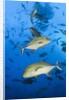 Black Trevally (Caranx lugubris) by Anonymous