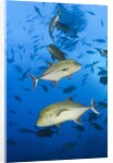 Black Trevally (Caranx lugubris) by Anonymous