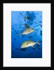Black Trevally (Caranx lugubris) by Anonymous
