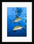 Black Trevally (Caranx lugubris) by Anonymous