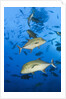 Black Trevally (Caranx lugubris) by Anonymous