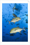 Black Trevally (Caranx lugubris) by Anonymous