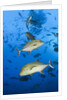 Black Trevally (Caranx lugubris) by Anonymous