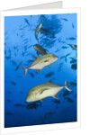 Black Trevally (Caranx lugubris) by Anonymous