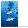 Black Trevally (Caranx lugubris) by Anonymous