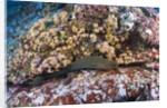Panamic Green Moray Eel (Gymnothorax castaneus) by Anonymous