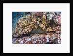 Panamic Green Moray Eel (Gymnothorax castaneus) by Anonymous